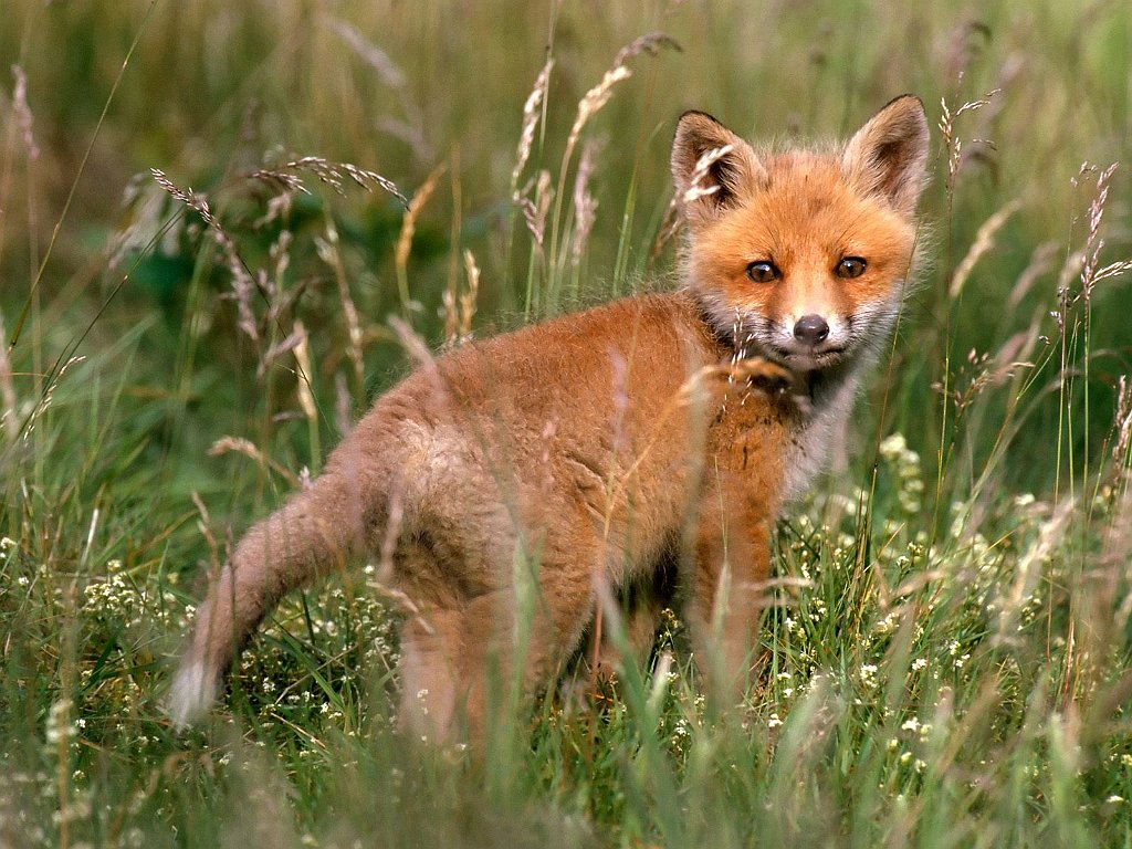 Red Fox Kit in Meadow